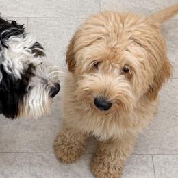 Bernedoodles and Golden Mountain Doodles from Tilley's Southern Doodles