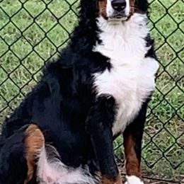 Bernedoodles and Bernese Mountain Dogs from Wild Mountainside Bernedoodles