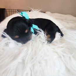 Boy 3 - Tri-color male Cavapoo puppy in Junction, Utah from City Creek Cavapoos