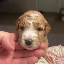 Girl 3 - Apricot female Goldendoodle puppy in West Frankfort, Illinois from Griffinstead Doodles