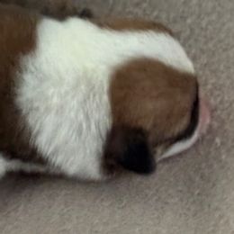 Boy 5 - Fawn male Pembroke Welsh Corgi puppy in Huntington Beach, California from Gingerbread