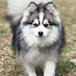 Kitty - Pomsky