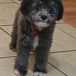 Poodle puppies from Faithful Hearts Kennel