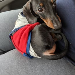Scout - Dachshund