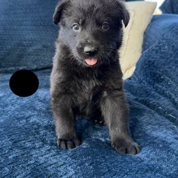 Flint - Black male German Shepherd puppy in Medical Lake, Washington from Nine Realms German Shepherds