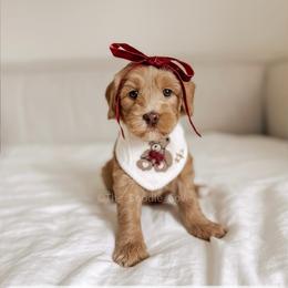 Stewardess - Yachties - Caramel female Australian Labradoodle puppy in Syracuse, Indiana from The Doodle Cove