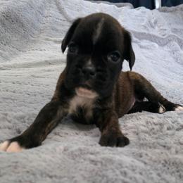 Cher - Brindle female Boxer puppy in Thompson, Pennsylvania from Moonlitboxers