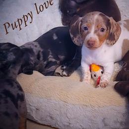 Dachshund and Great Dane Puppies from AZ's Prestigious Minature Dachshunds
