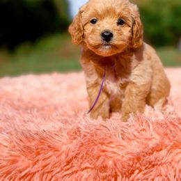 Mindy - Red  female Goldendoodle puppy in Statesville, North Carolina from Doodle Babies