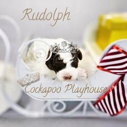 Vixen Before Xmas discount - Brown and white female Cockapoo puppy in Demorest, Georgia from Royal Cockapoo Playhouse