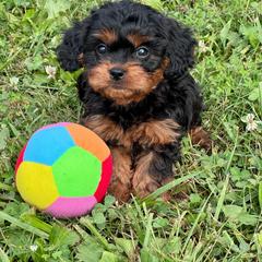 Teddy - Black and tan male Cavapoo puppy in Macomb, Missouri from Hunter's Puppies