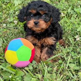 Teddy - Black and tan male Cavapoo puppy in Macomb, Missouri from Hunter's Puppies