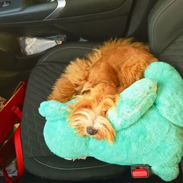 Ryan. - Wheaten male Miniature Schnauzer puppy in Texas from Blue Rose's Schnauzers