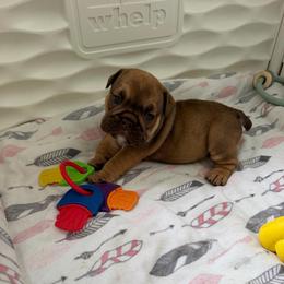 Rolo - Red male Bulldog puppy in Hobe Sound, Florida from Amanda’s Bullies
