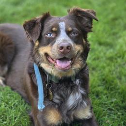 Australian Shepherds from Willamette Valley Aussies
