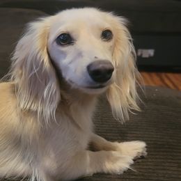 Dachshunds from Kristy's Kreams