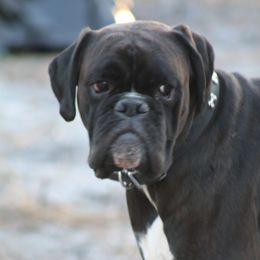 Kai - Boxer