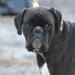 Kai - Boxer