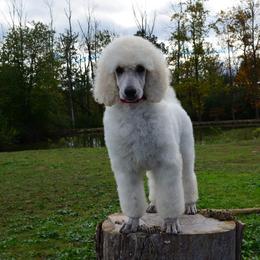 Poodle Puppies from D and D Standard Poodles