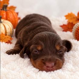 Copper - Chocolate and tan male Dachshund puppy in Port Saint Lucie, Florida from ThePuppyVille