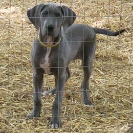 WARMTH - Blue female Great Dane puppy in Street, Maryland from Grant’s Gorgeous Greats