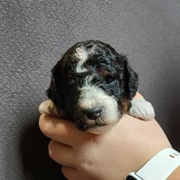 Green - Andes - Parti male Poodle puppy in Spanish Fork, Utah from Mountain Vista Pups LLC