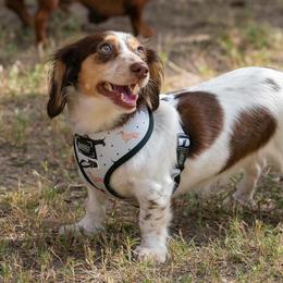 Izzy - Dachshund