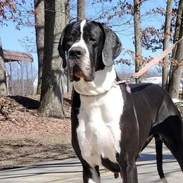 Lucy lu - Great Dane