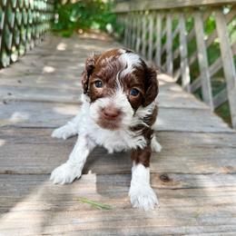 Reggie - roan - Chocolate male Australian Labradoodle puppy in Wamego, Kansas from Doodles of Oz