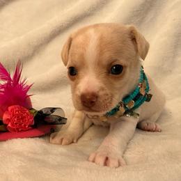 Raven - Cream female Chihuahua puppy in Seneca, Missouri from Stephanie’s Puppy Colony
