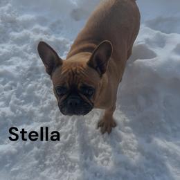 Stella - French Bulldog