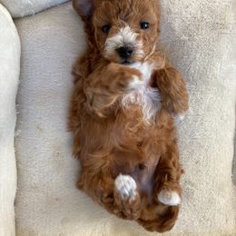 Poodle Puppies from LittleBear Poodles