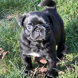 Boy 2 - Black male Pug puppy in Gold Bar, Washington from PNW Pugs