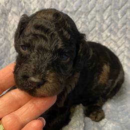 Herb - Merle male Goldendoodle puppy in Greenville, South Carolina from Law Doodles of SC