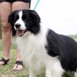 Zeus - Border Collie