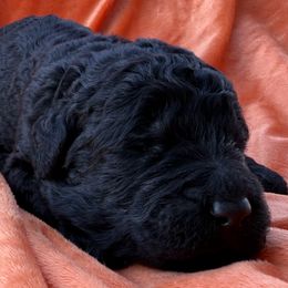 Evelyn - Black female Saint Berdoodle puppy in Beach, North Dakota from Badland St. Berdoodles LLC