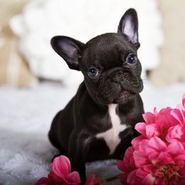 Scarlett - Black and white female French Bulldog puppy in Orlando, Florida from Destiny Chihuahuas