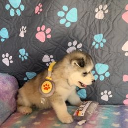 Siberian Husky Puppies from Canace Siberians