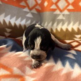 River - Blue ticked and tan male Bluetick Coonhound puppy in Mount Pleasant, Texas from Harmons Hounds