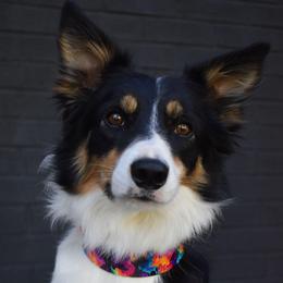 Flare - Border Collie
