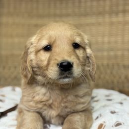 Boy 3 - Golden male Golden Retriever puppy in Tonasket, Washington from Denzil’s Goldens