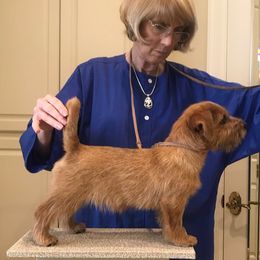 Norfolk Terrier Puppies from Regency Norfolks