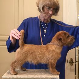 Norfolk Terrier Puppies from Regency Norfolks