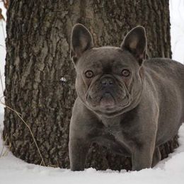 French Bulldogs from Halverson Bulldogges