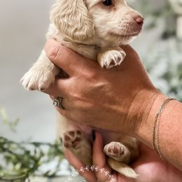 Dachshund Puppies from VOB Doxie