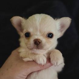 Clark - Cream and white male Chihuahua puppy in Bucks County, Pennsylvania from Sweet Bean Chihuahuas