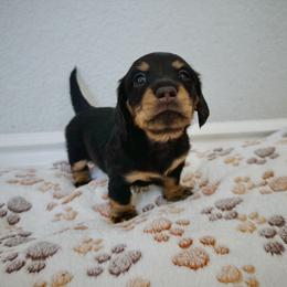 Pip - Black and cream female Dachshund puppy in Laguna Niguel, California from Beachside Doxies
