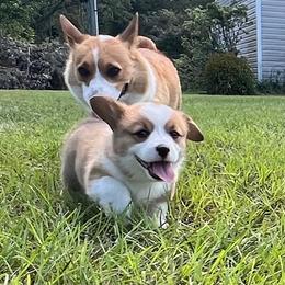 Doug - male Pembroke Welsh Corgi puppy in Live Oak, Florida from May Bees Farms