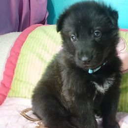 Light Blue Male Collar Black - German Shepherd puppy from TiPi S Ranch's German Shepherds