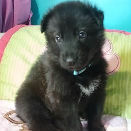 Light Blue Male Collar Black - German Shepherd puppy from TiPi S Ranch's German Shepherds